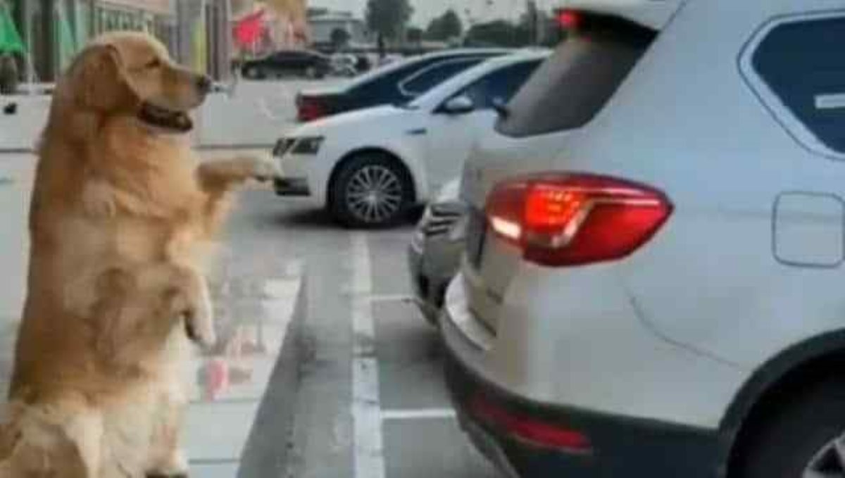 dog-helps-his-owner-to-park-car-viral-video