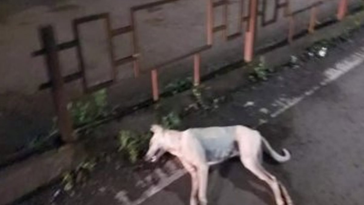 Chennai Marina Dog Killed by Man Through From 4 th Floor Apartment Building 