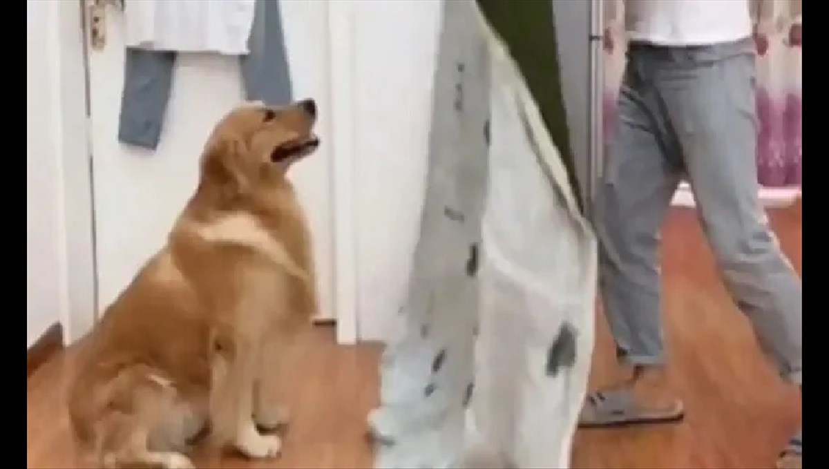 dog-who-gave-a-twist-to-the-owner-gone-viral-video