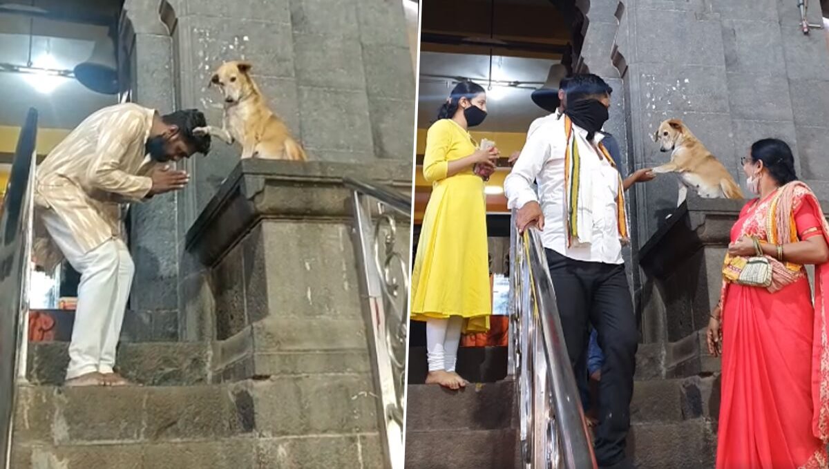 street-dog-bless-people-in-siddhivinayak-temple