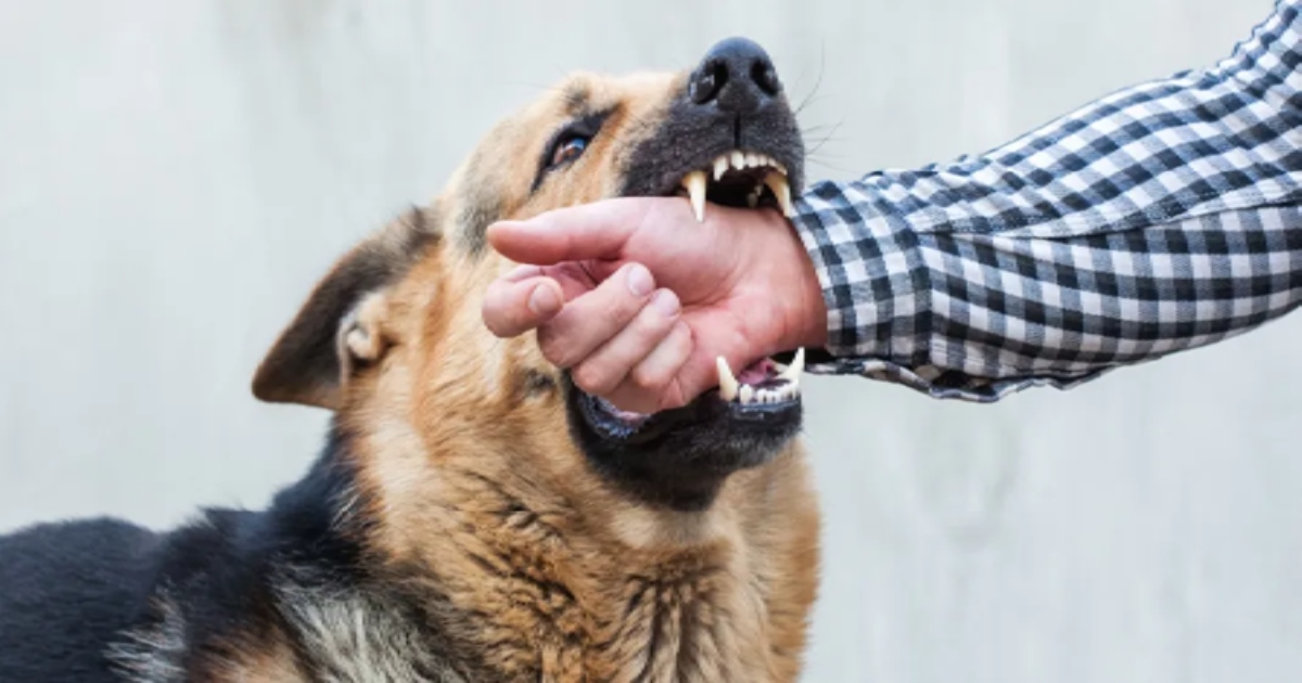 in Dharmapuri a Dog Bite Man Died