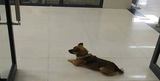 dog waiting in hospital for owner