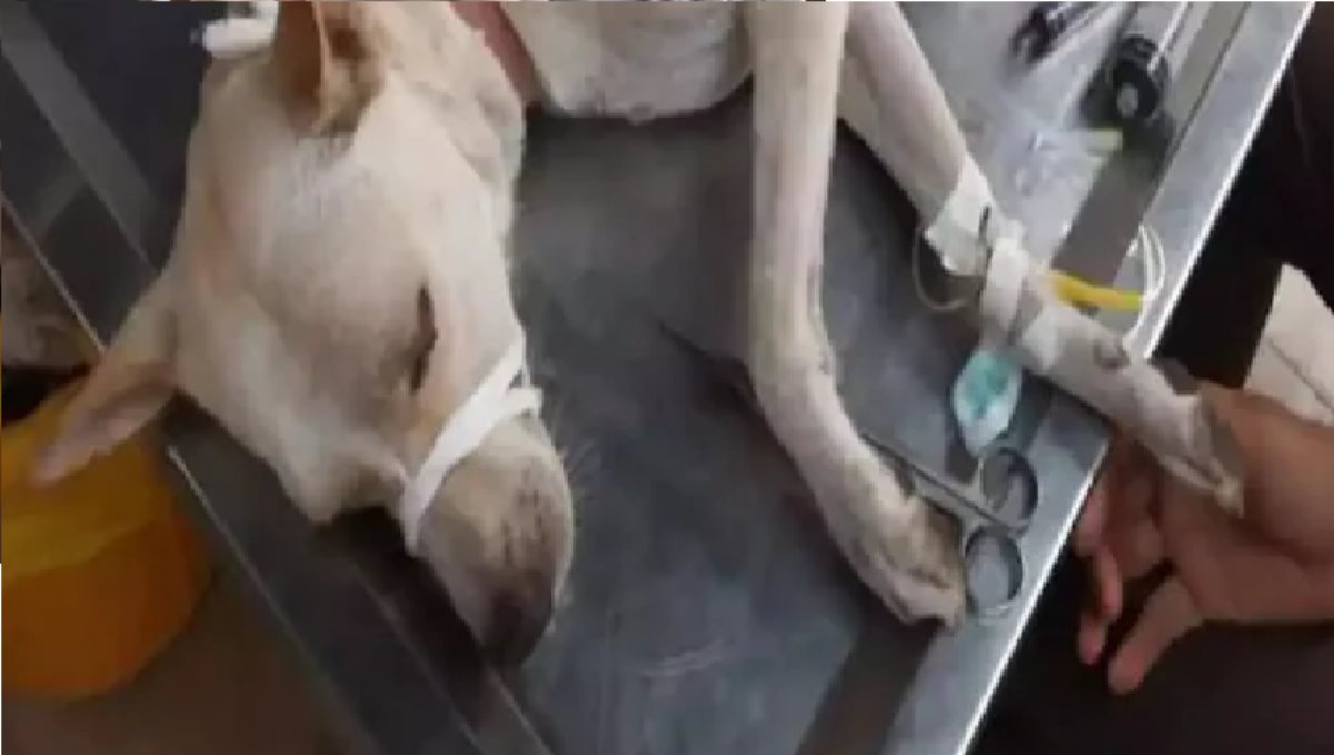 Maharashtra Mumbai Andheri Dog Penis Cut Off by Psycho Stranger 