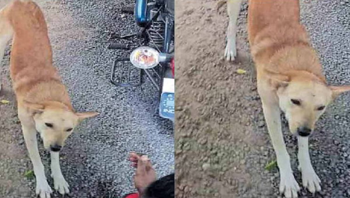 street dog help to accident man