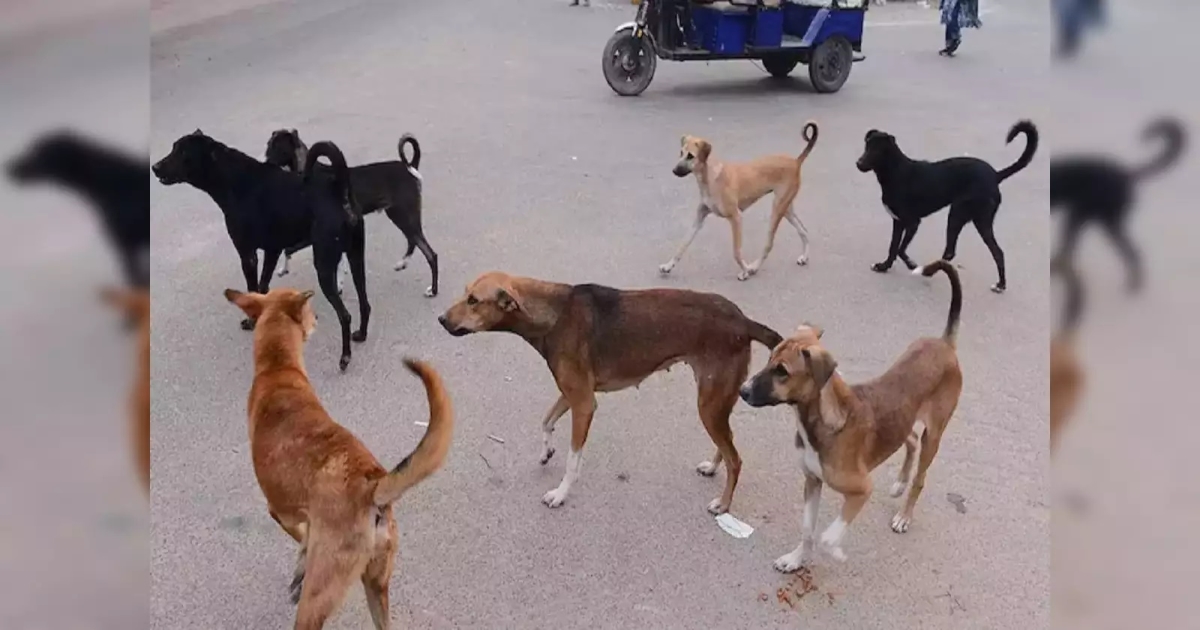 3-injured-due-to-dog-bite-in-namakkal