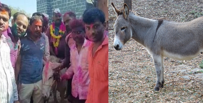 New groom ride with donkey
