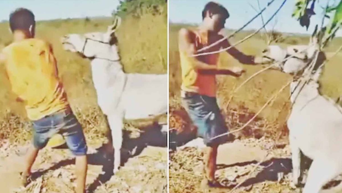 a Donkey Tortured and Revenge 