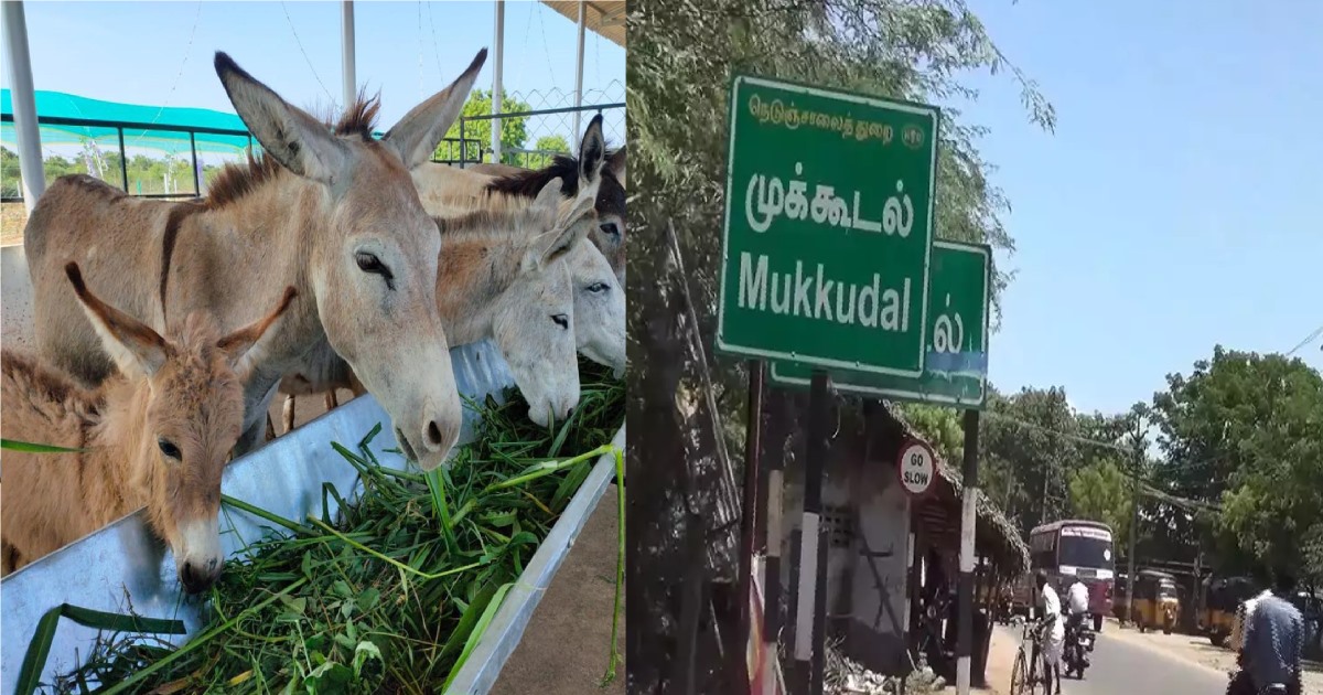 in Tirunelveli Mukkudal Donkey Palace Form Forgery Scam 