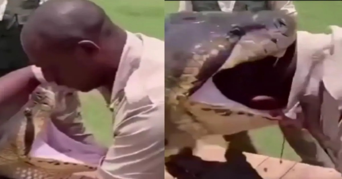 python-head-stunt-viral-video