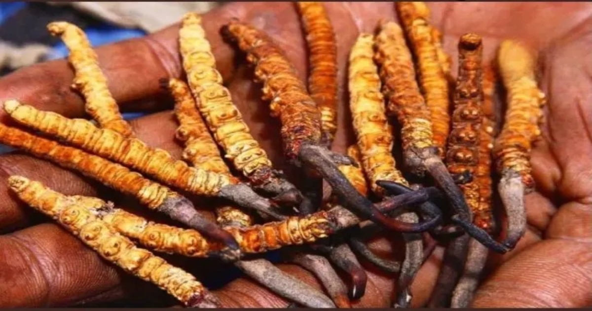 himalayan-caterpillar-fungus-yarsagumba