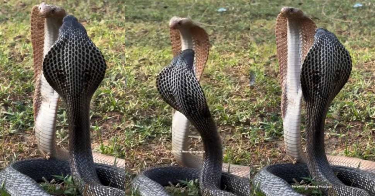 rare-snake-video-viral-in-rainy-season
