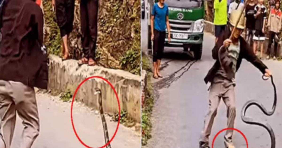 king-cobra-attack-viral-video