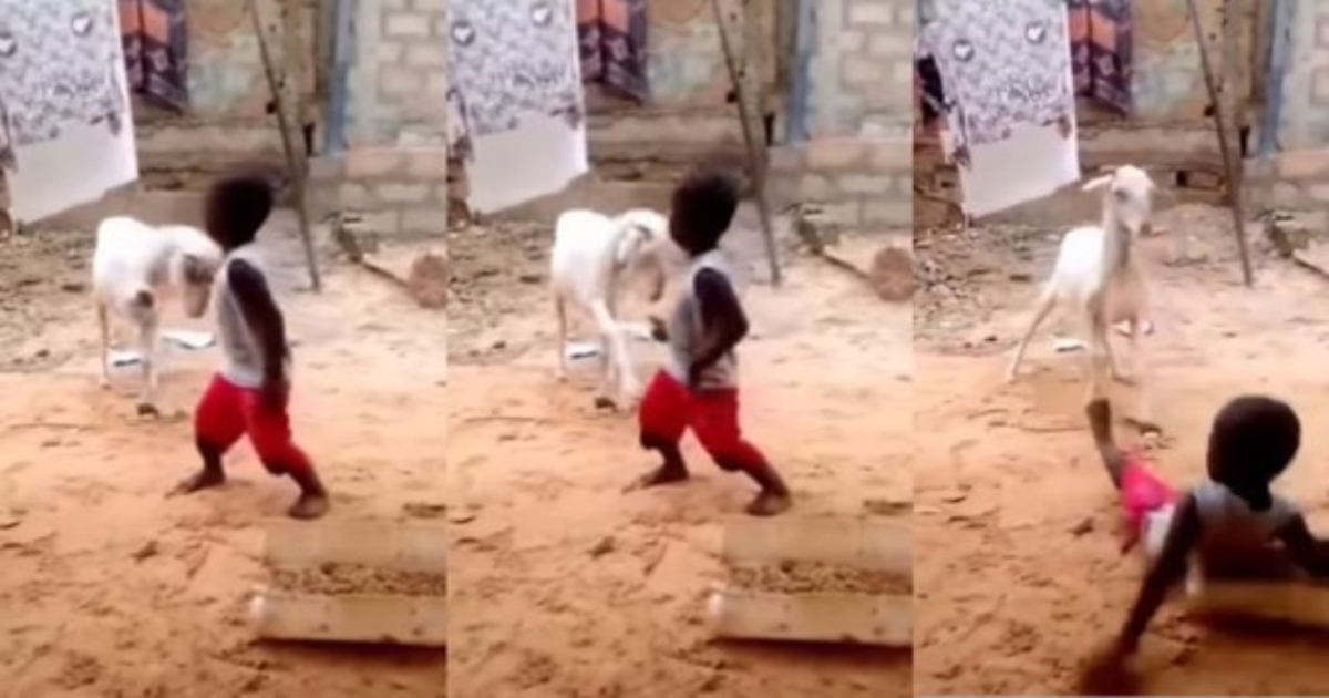 boy-teasing-goat-viral-video-reaction