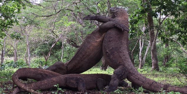 Four Komodo dragons fight video goes viral