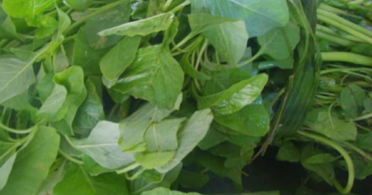 healthy-and-medicinal-benefits-of-amaranthus-dubius