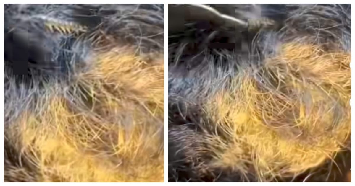 worm-in-head-viral-video