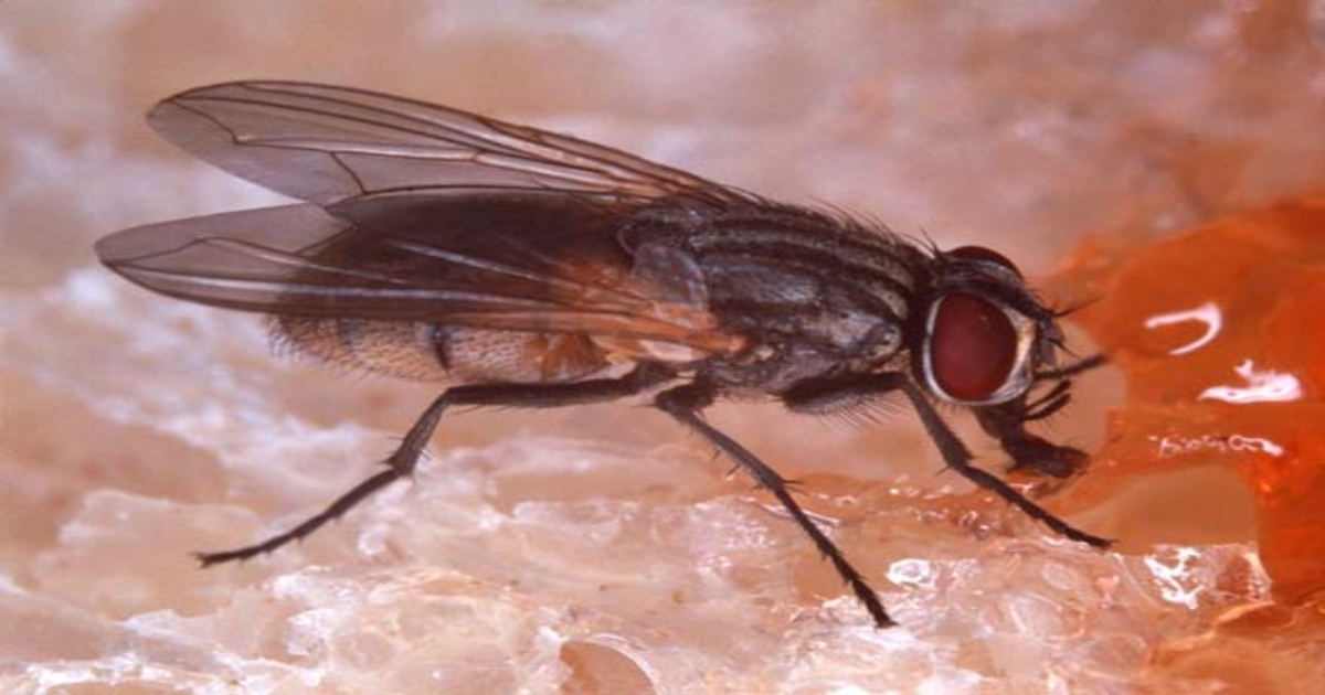 Monsoon Season: Simple Natural Home Remedies to Get Rid of Houseflies Effectively