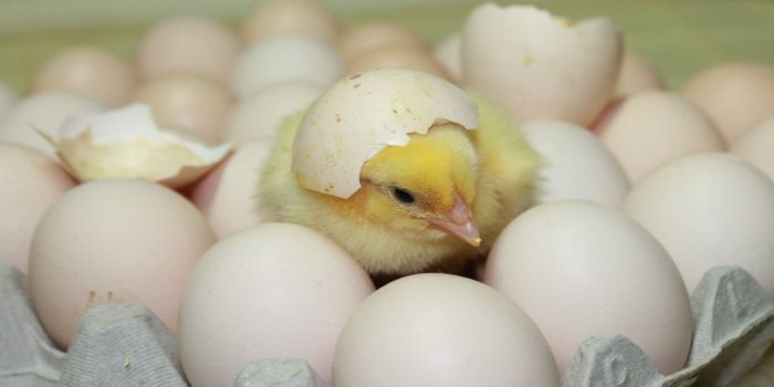 Egg rate increased today 