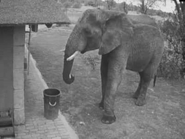 elephant-put-garbage-in-dustbin