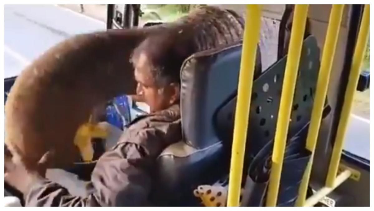 Elephant stops bus and take banana from bus viral video 