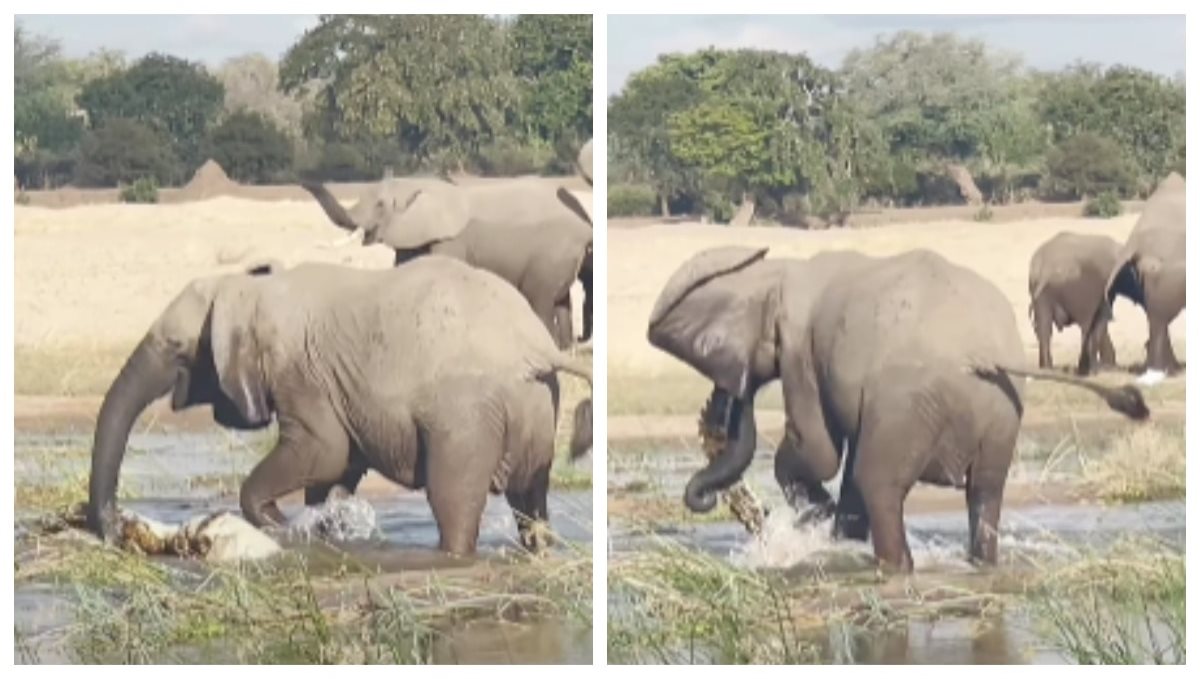 Elephant fights deadly battle with crocodile