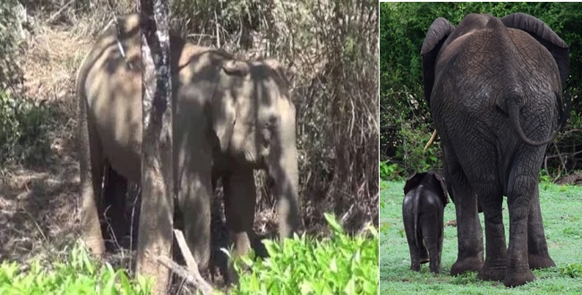 Mother elephant standing 2 days in front of dead elephant calf