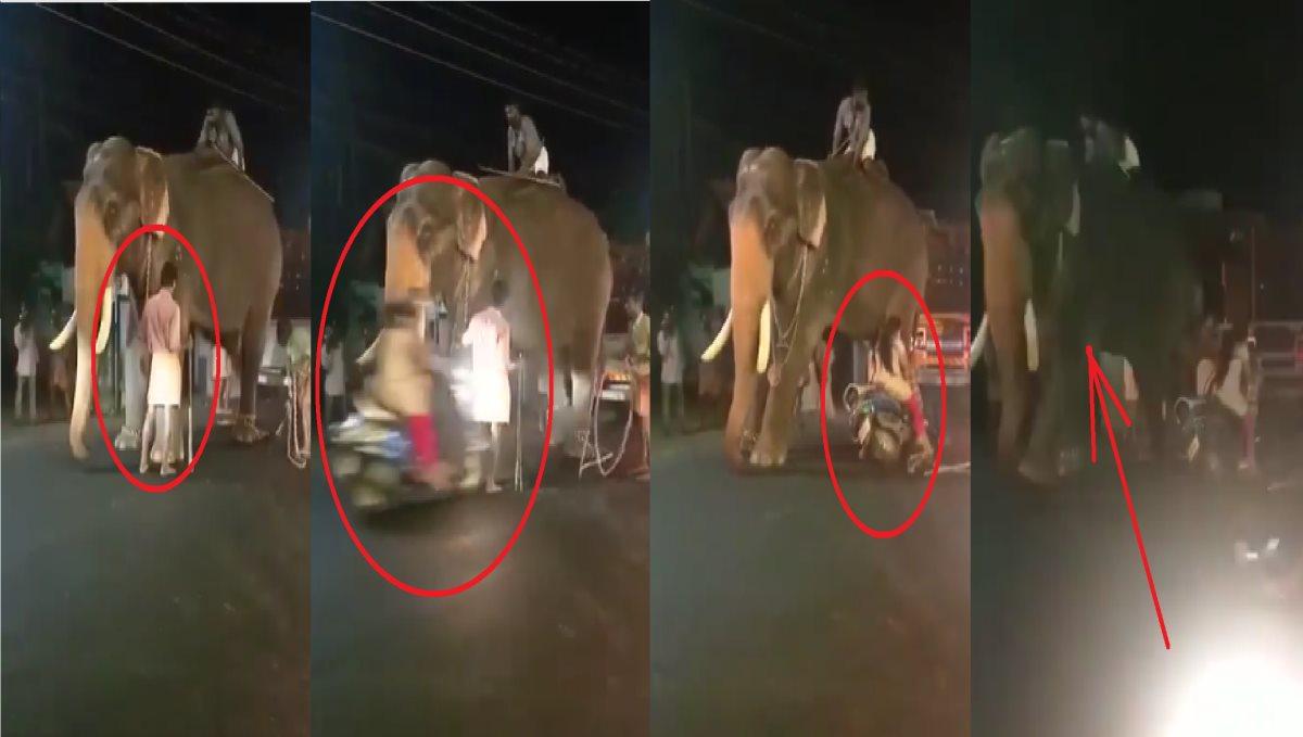 a Woman Accident While Drive Two Wheeler Speaking Mobile Elephant Feared 