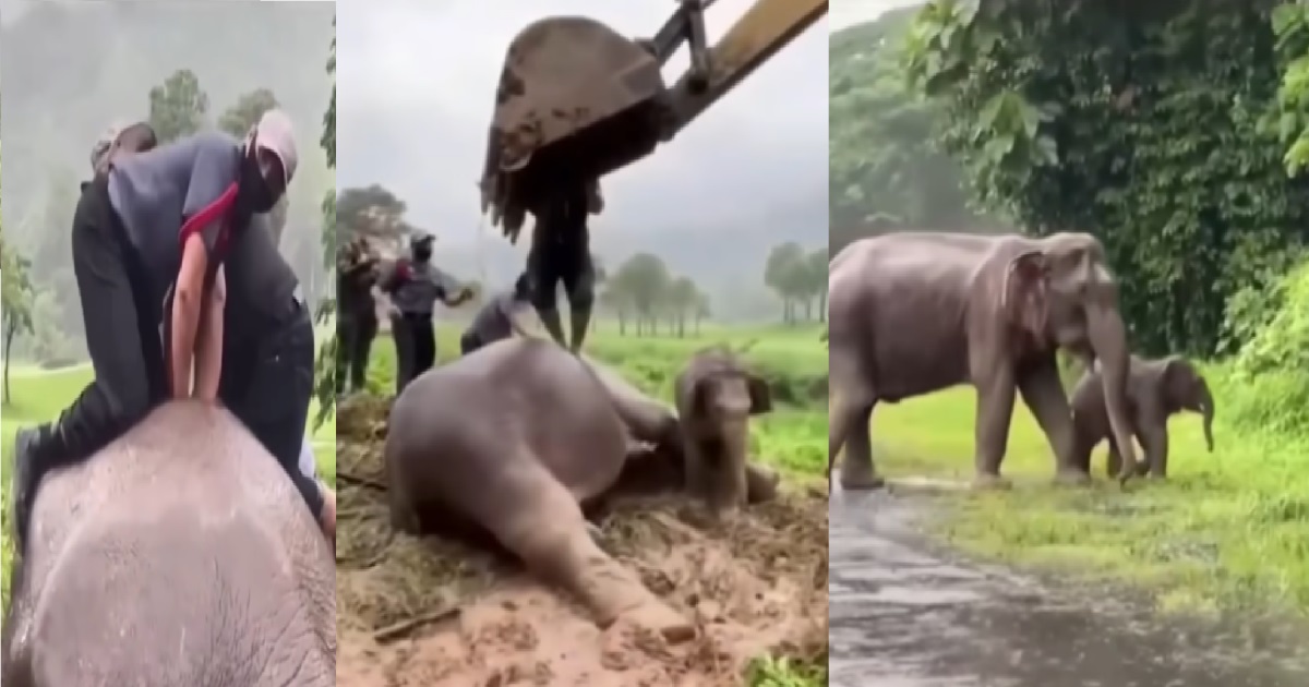 Forest Dept Officers Helps Elephant 