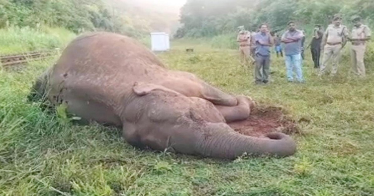 Coimbatore Vivek Express Hit Girl Elephant Died 