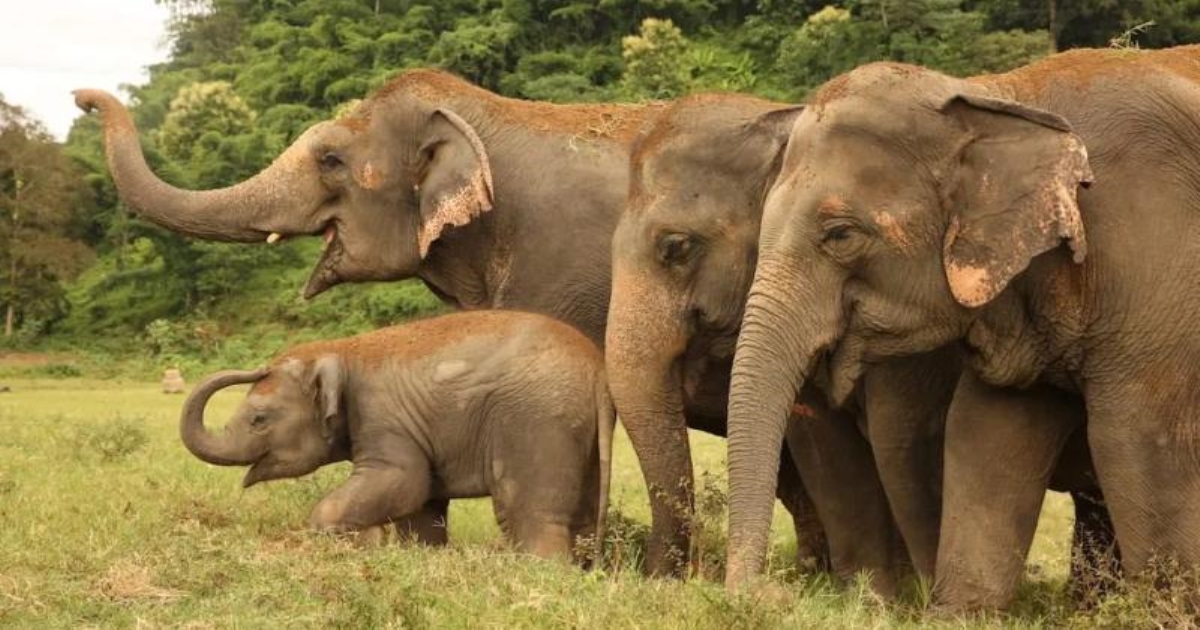 Tamilnadu Government announcement for protect elephant