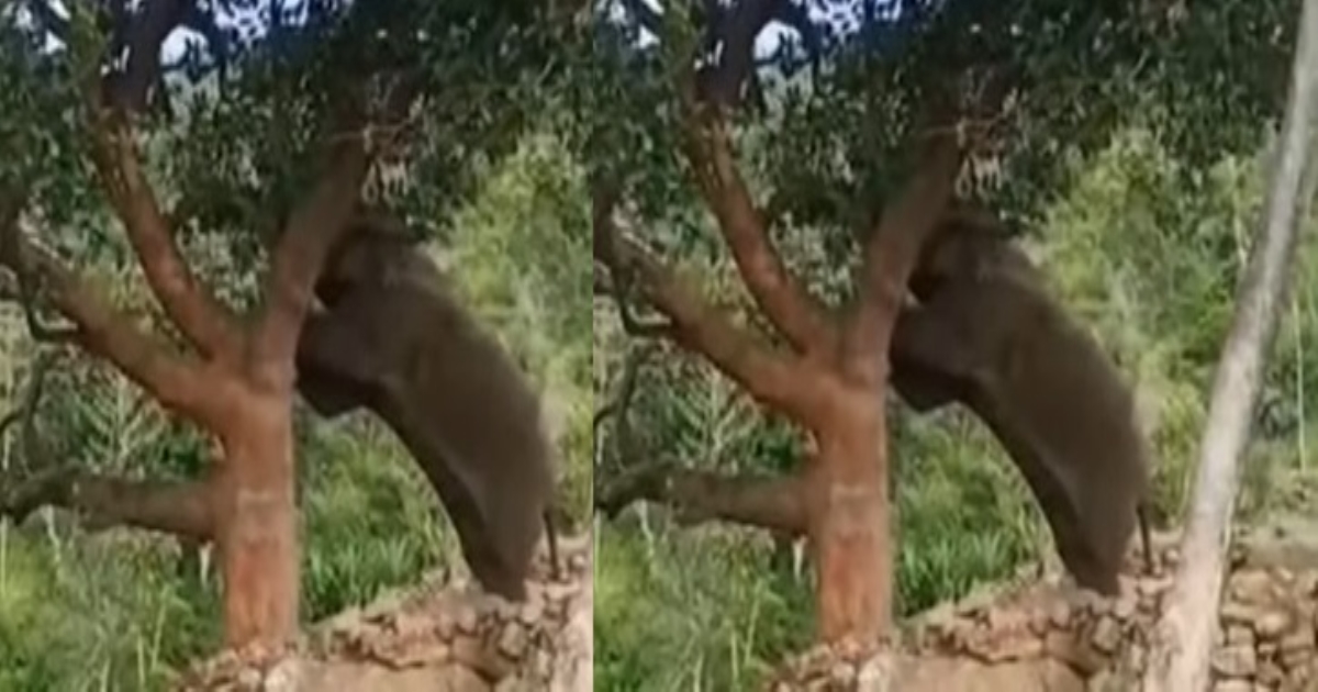 elephant entered into a village for food