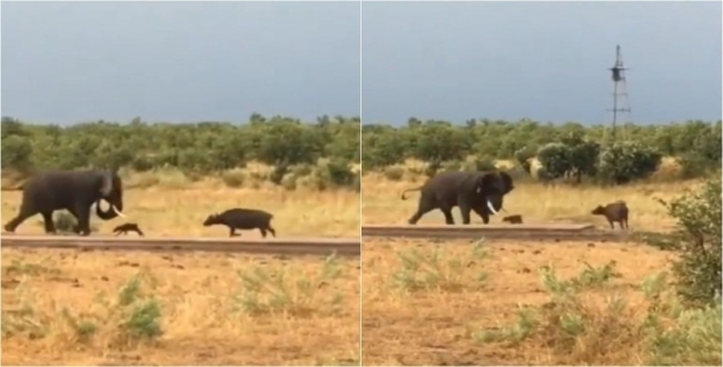 baby-buffalo-attacks-elephant-video-goes-viral