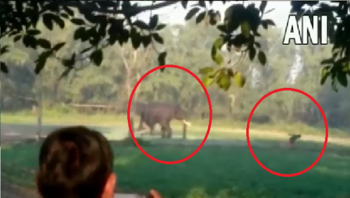 Assam Dhubri district Tamarhat Village Man Attacked by Elephant Video Goes Viral 