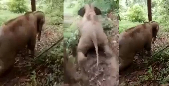 Elephant calf playing like child video goes viral