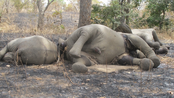 current shock - 7 elephants died