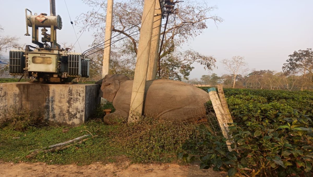 Assam Burapahar Tea Estate Elephant Died Transformer Electric Attack
