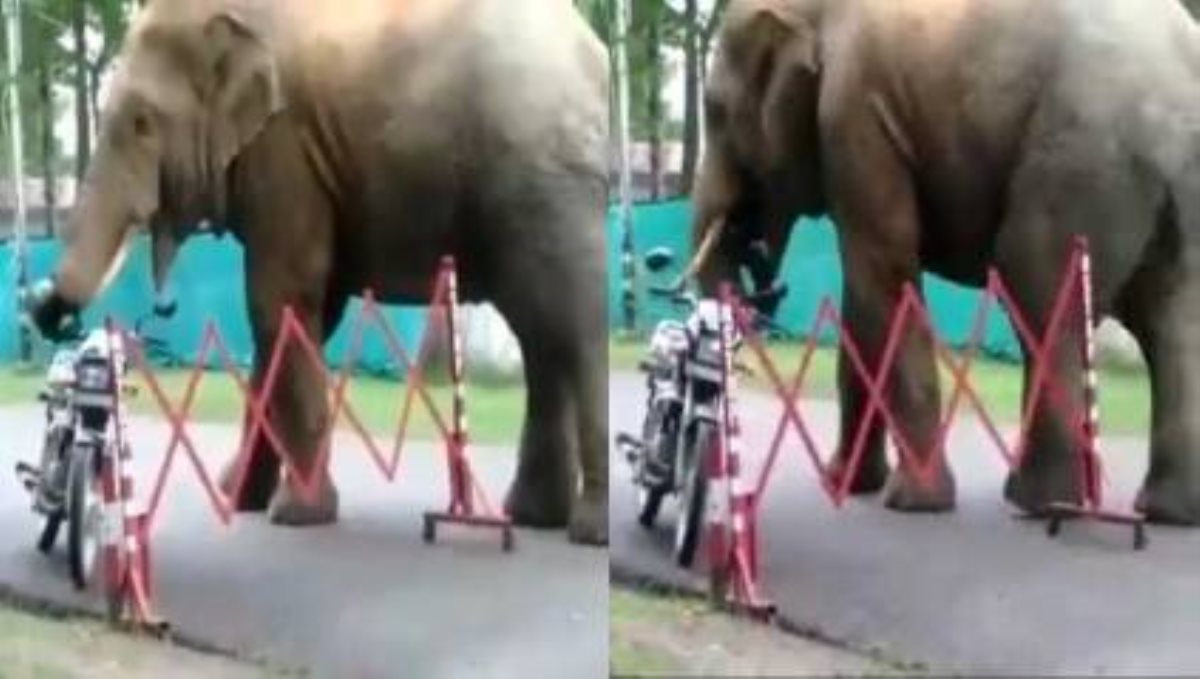 Hungry Elephant tries to gobble a helmet