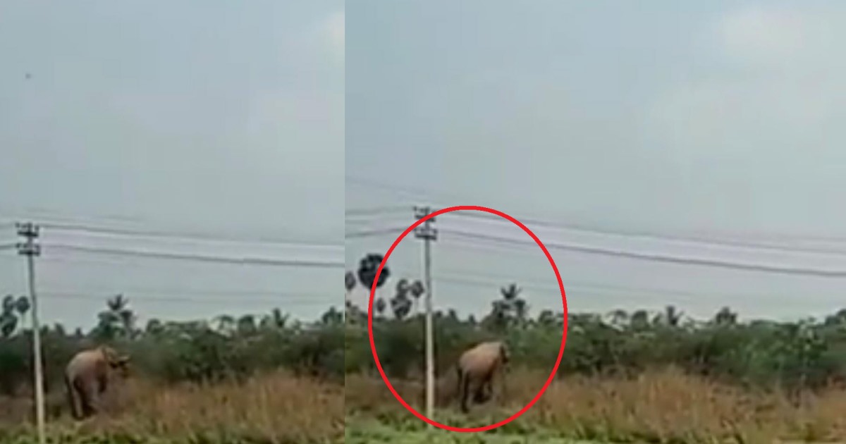 Dharmapuri Elephant Died Electric Attack 