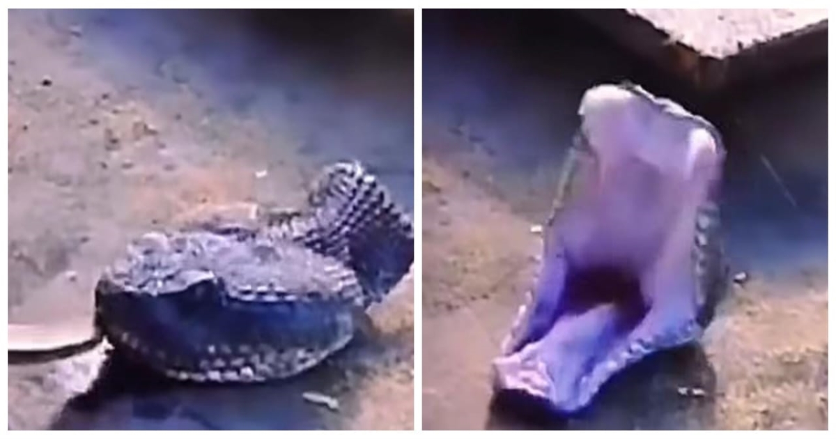 snake-head-viral-video