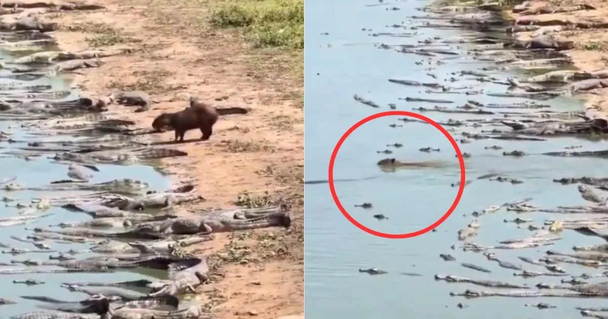 capybara-crocodile-viral-video