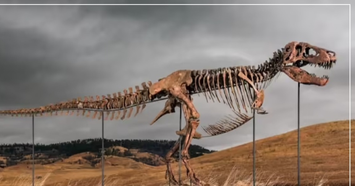 gus-t-rex-skeleton-auction-record-sale