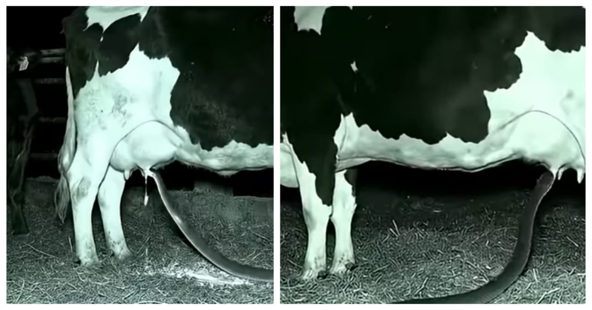 viral-snake-drinks-cow-milk-video