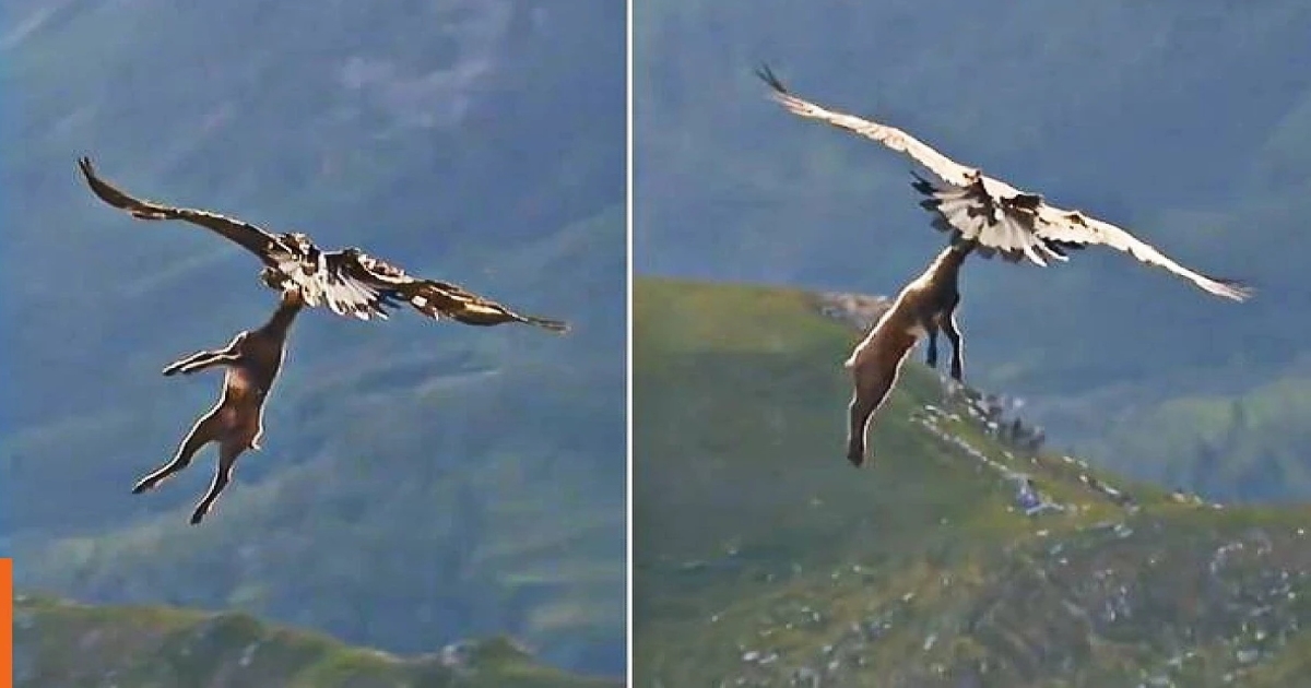 golden-eagle-lifts-deer-viral-video-shocks-internet