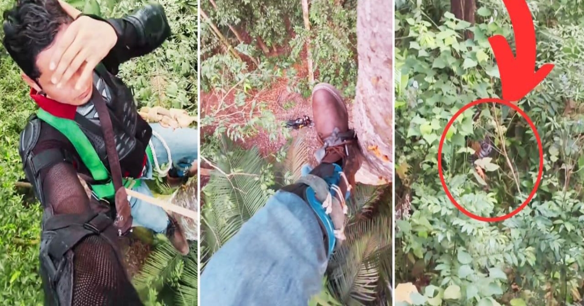 malaysia-tiger-video-viral-fake