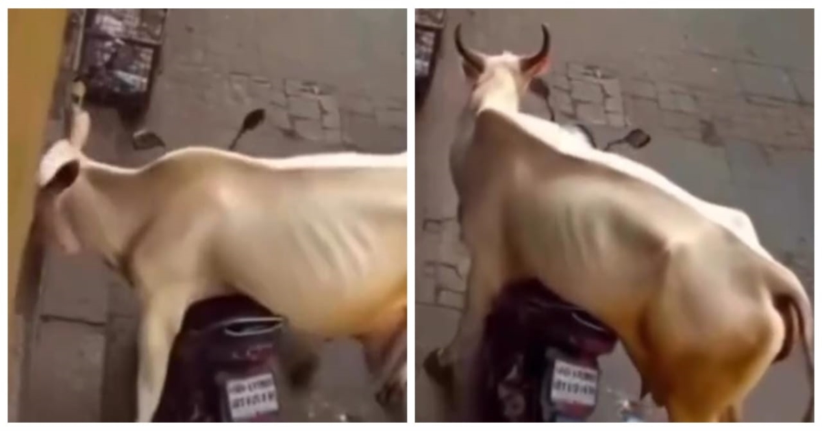 cow-rides-bike-viral-cctv-video
