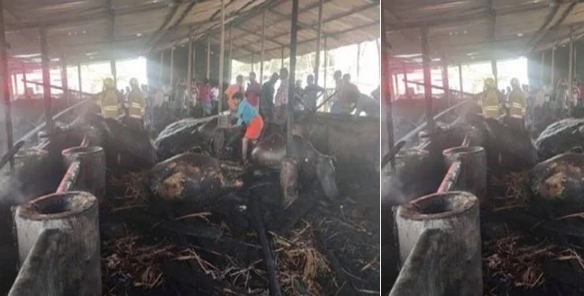 30 cows died in fire accident near Madurai