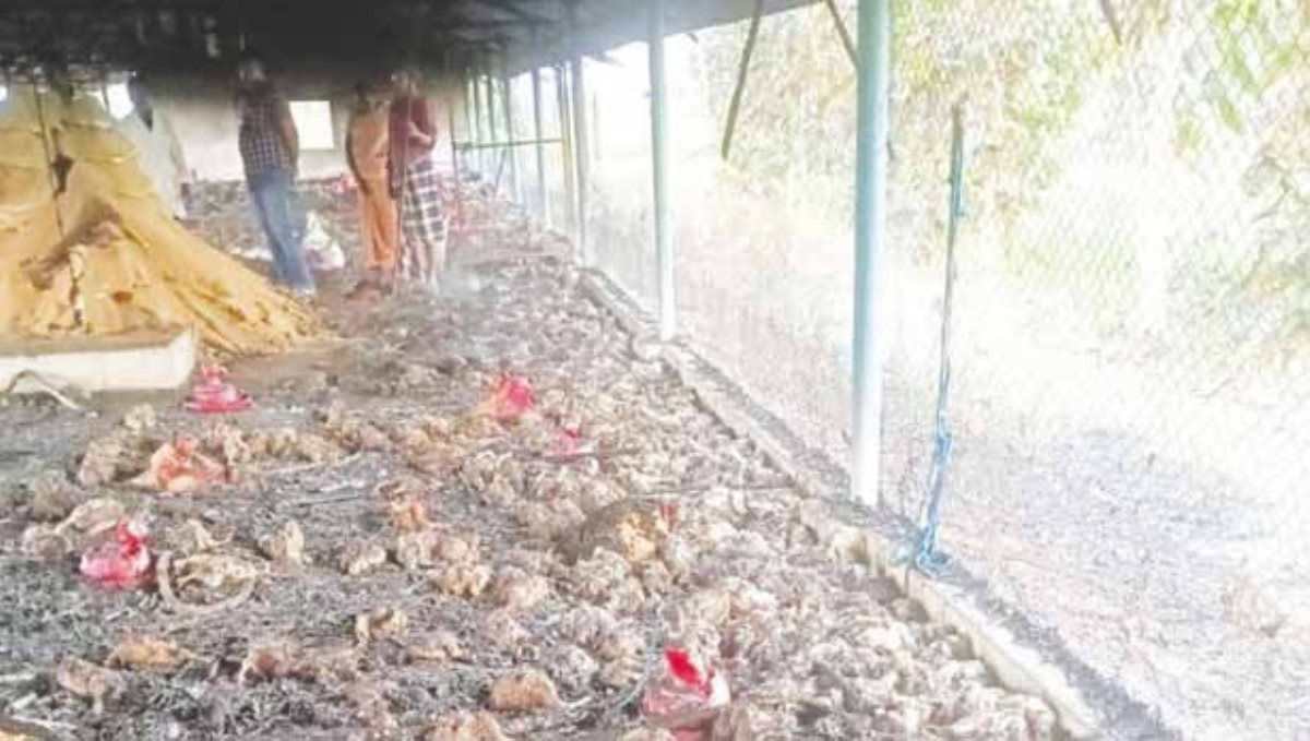 5000 chicks burned over fire accident near Perambalur
