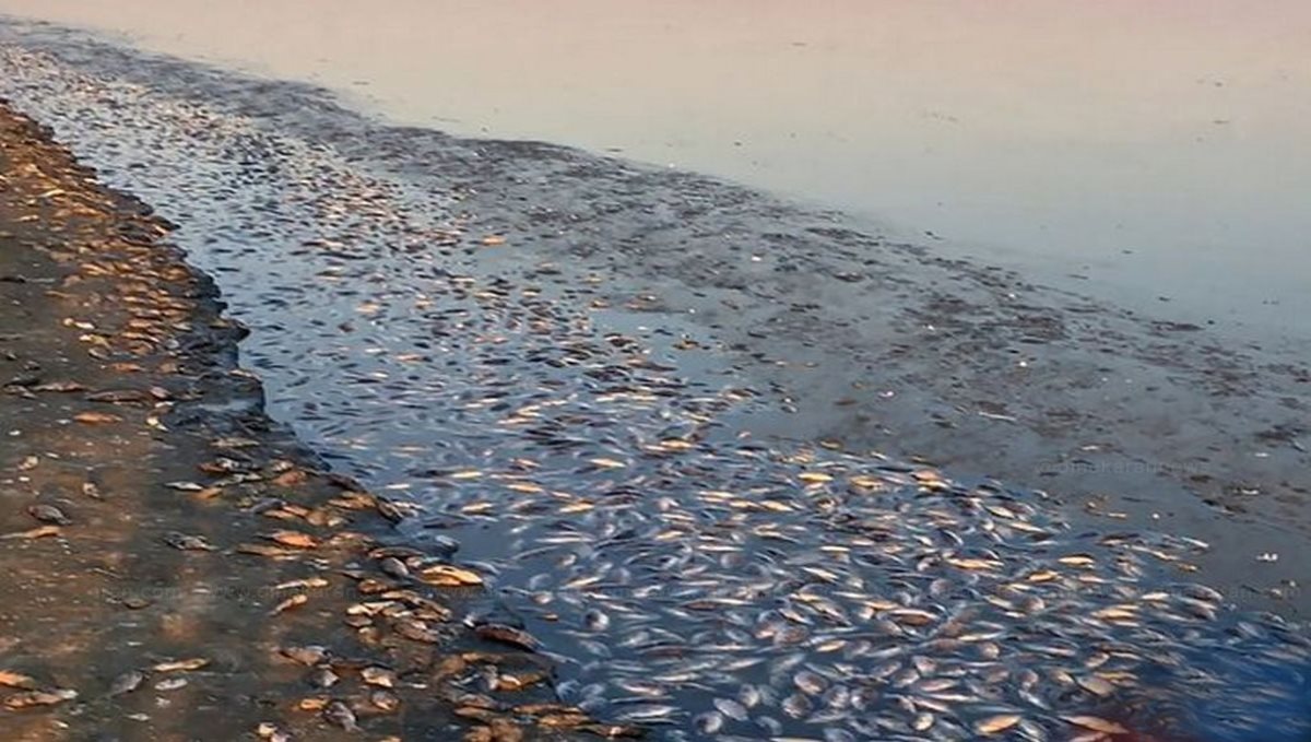 millions-of-shore-dead-fish-in-the-uk-beach-viral-photo