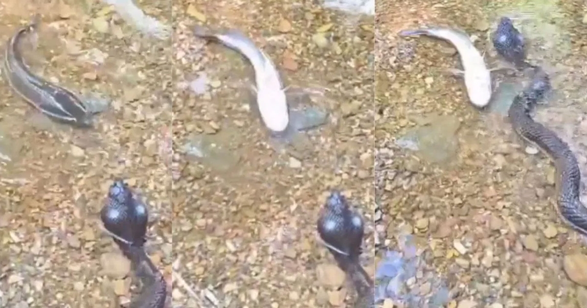 funny-fish-snake-video-viral