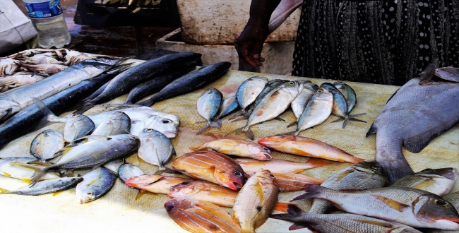 formalin-used-for-preserve-fish-in-madhurai-fish-market
